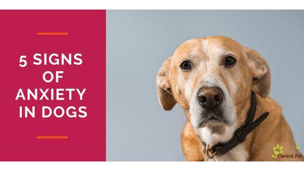 does-your-dog-have-anxiety-5-signs-you-might-not-expect